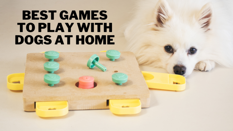 Best Games To Play With Dogs At Home