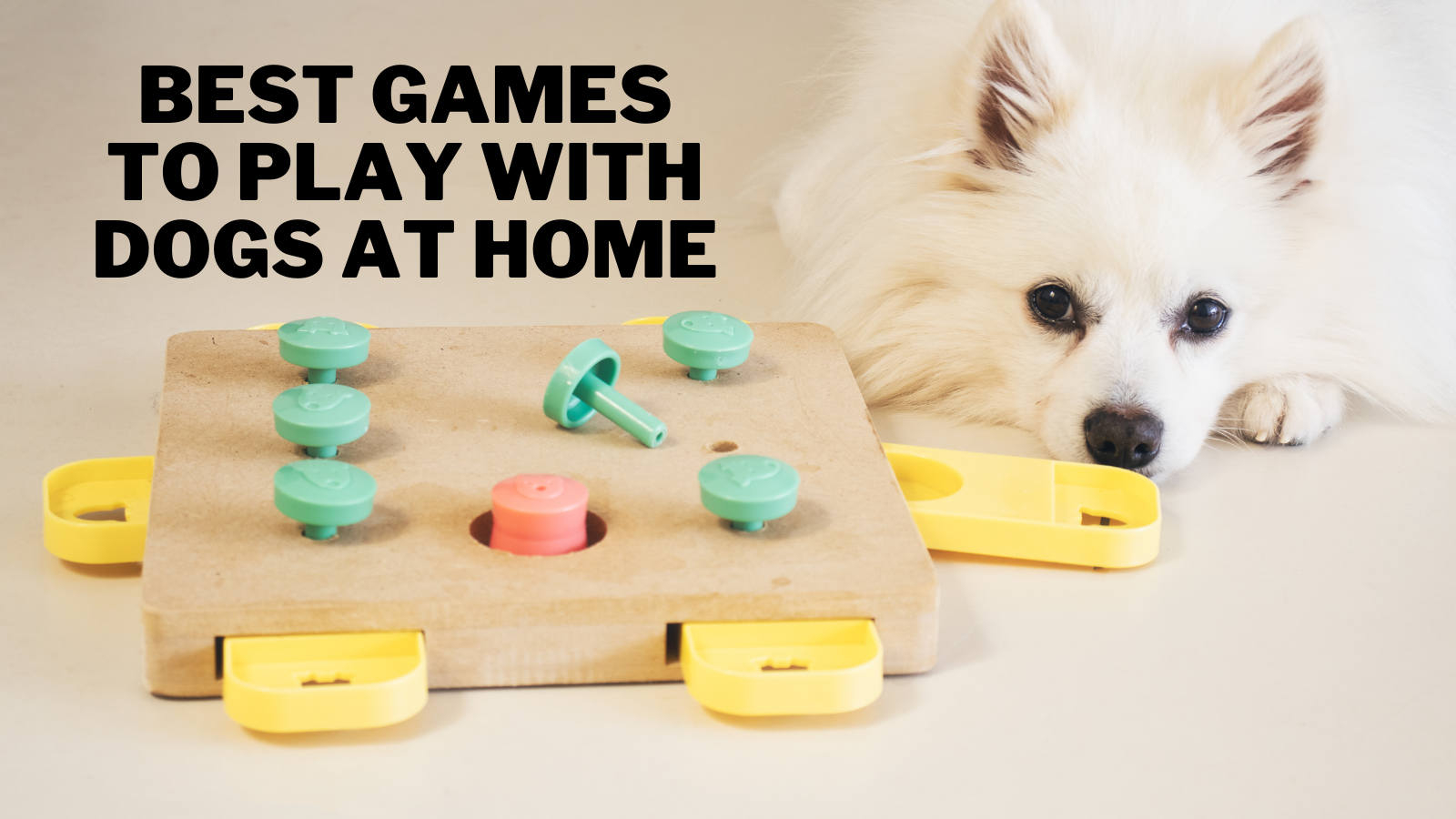 best-games-to-play-with-dogs-at-home-in-2023