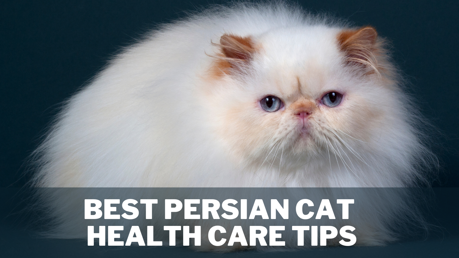 Best Persian Cat Health Care Tips