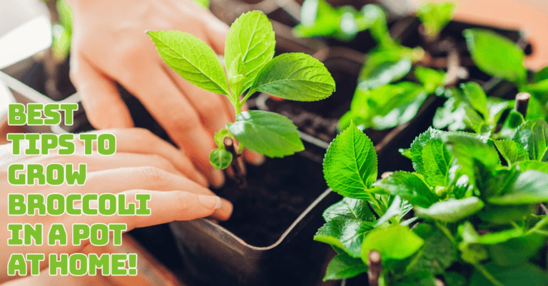 Best Tips To Grow Broccoli In A Pot At Home