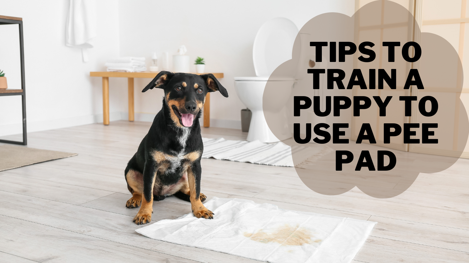 Best Tips To Train A Puppy To Use A Pee Pad