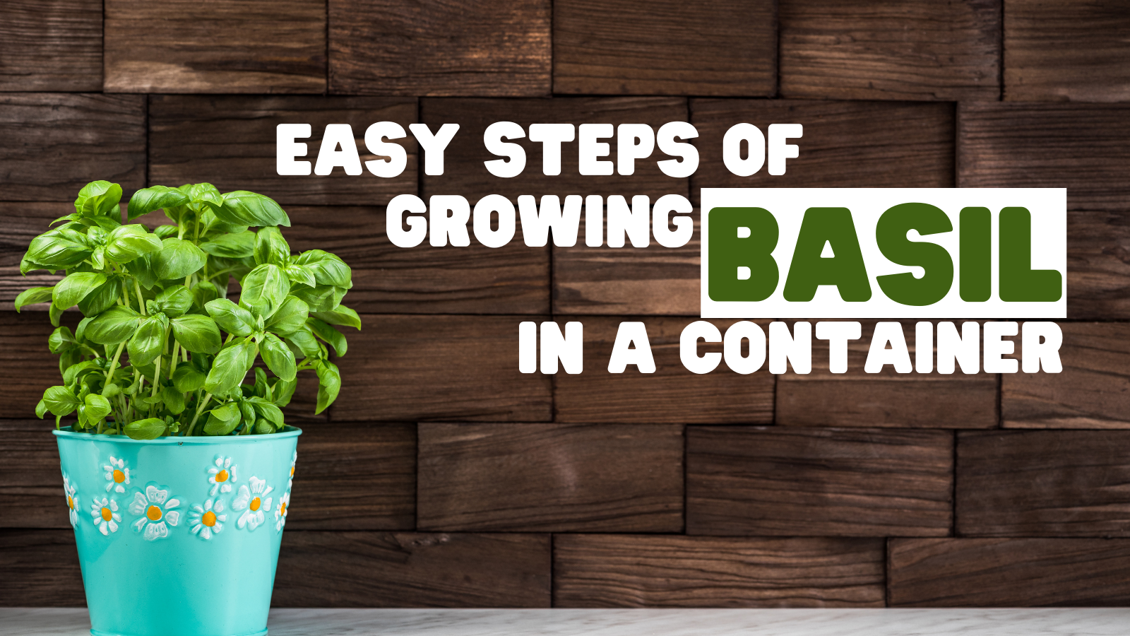 Easy Steps Of Growing Basil In A Container