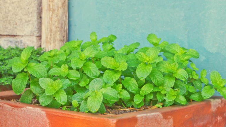 Easy Steps Of Growing Mint In A Container