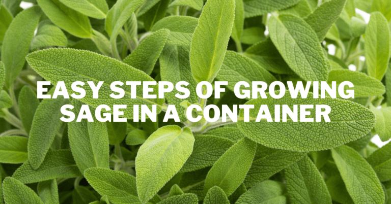 Easy Steps Of Growing Sage In A Container