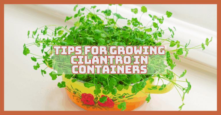 Easy Tips For Growing Cilantro In Containers