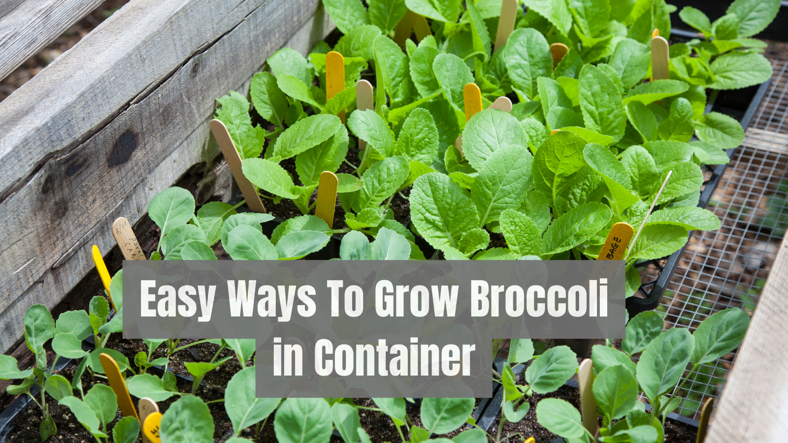 Easy Ways To Grow Broccoli In Containers