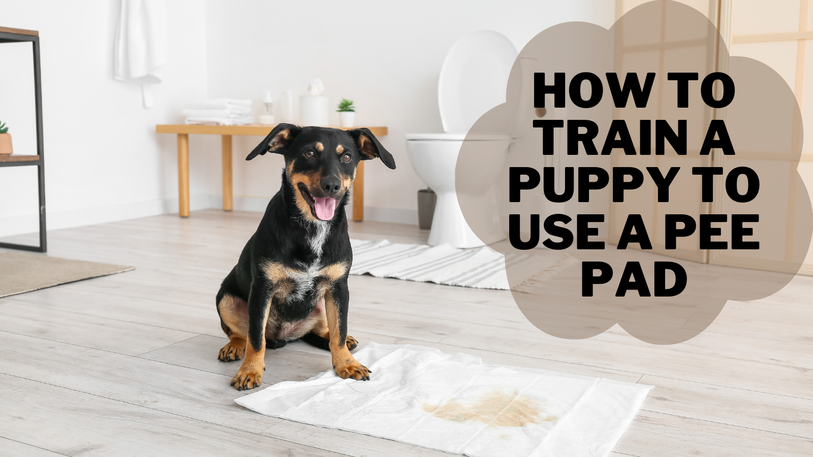 How To Train A Puppy To Use A Pee Pad