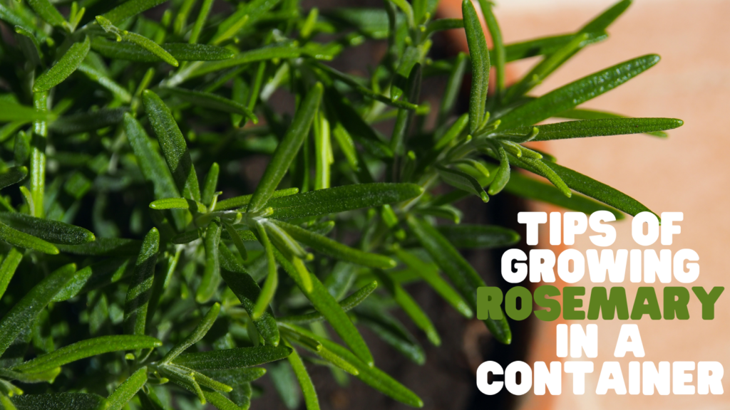 Perfect Tips Of Growing Rosemary In A Container In 2024   Image 1 Perfect Tips Of Growing Rosemary In A Container 1024x576 