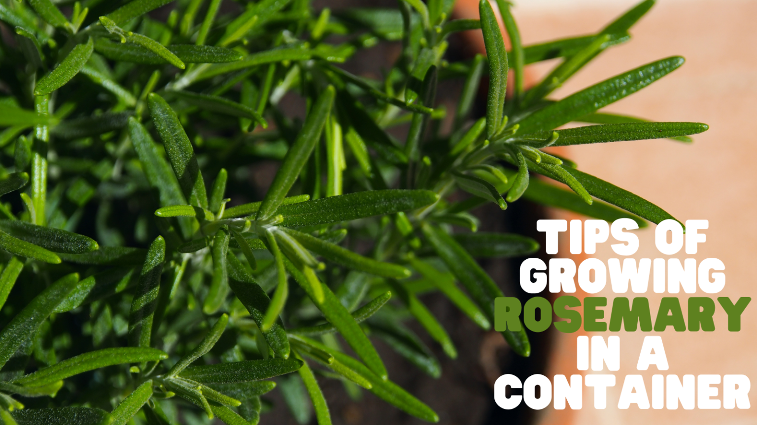 Perfect Tips Of Growing Rosemary In A Container In 2024