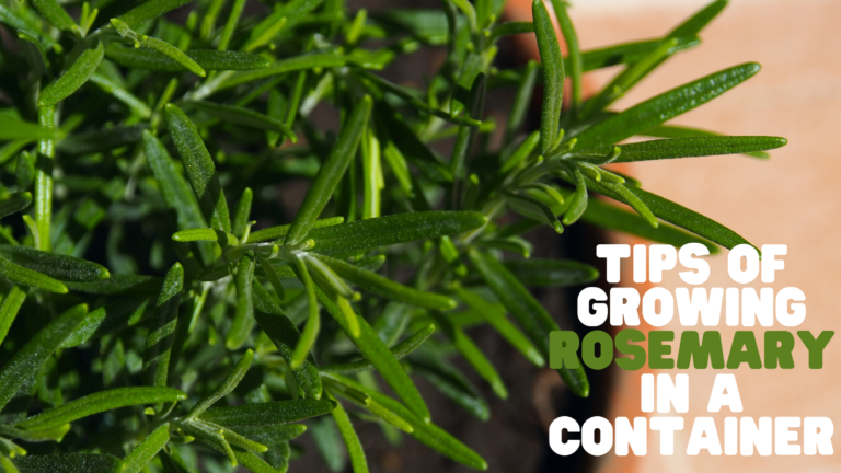 Perfect Tips Of Growing Rosemary In A Container