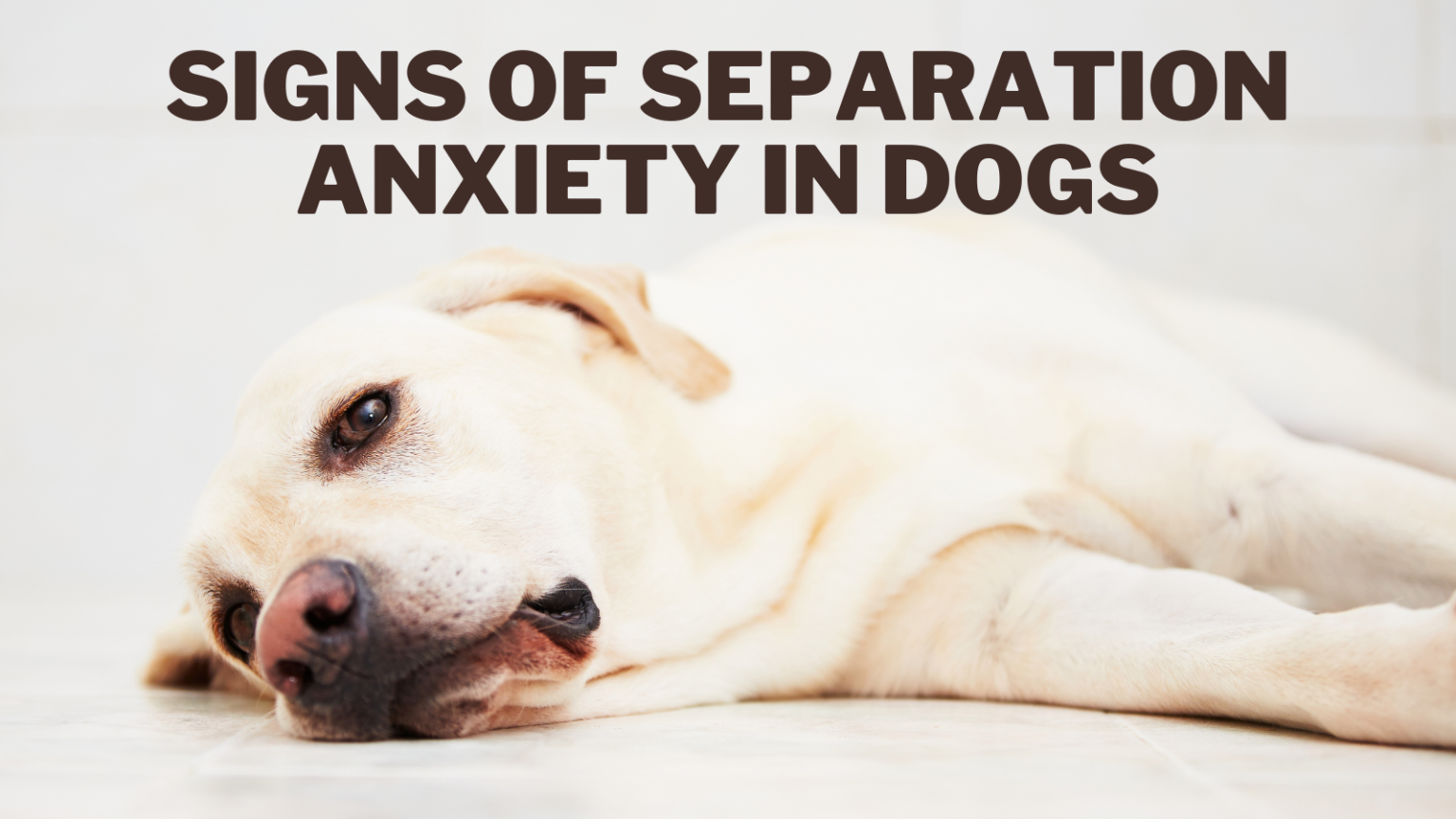 Signs Of Separation Anxiety In Dogs In 2024