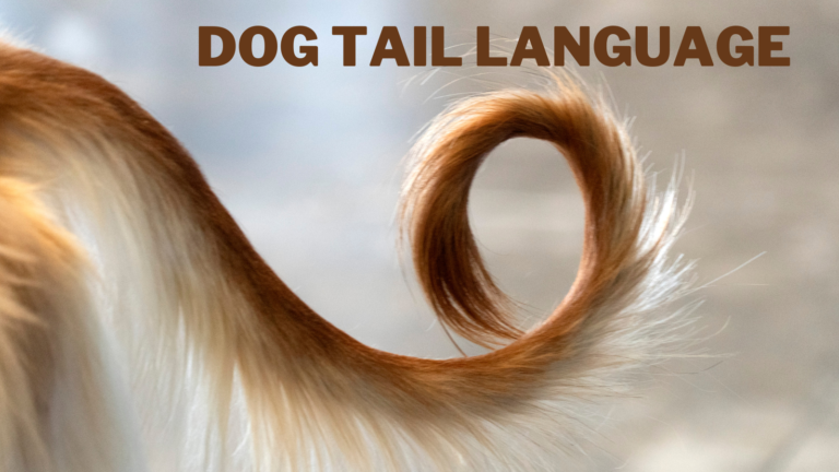 Understanding Dog Tail Language
