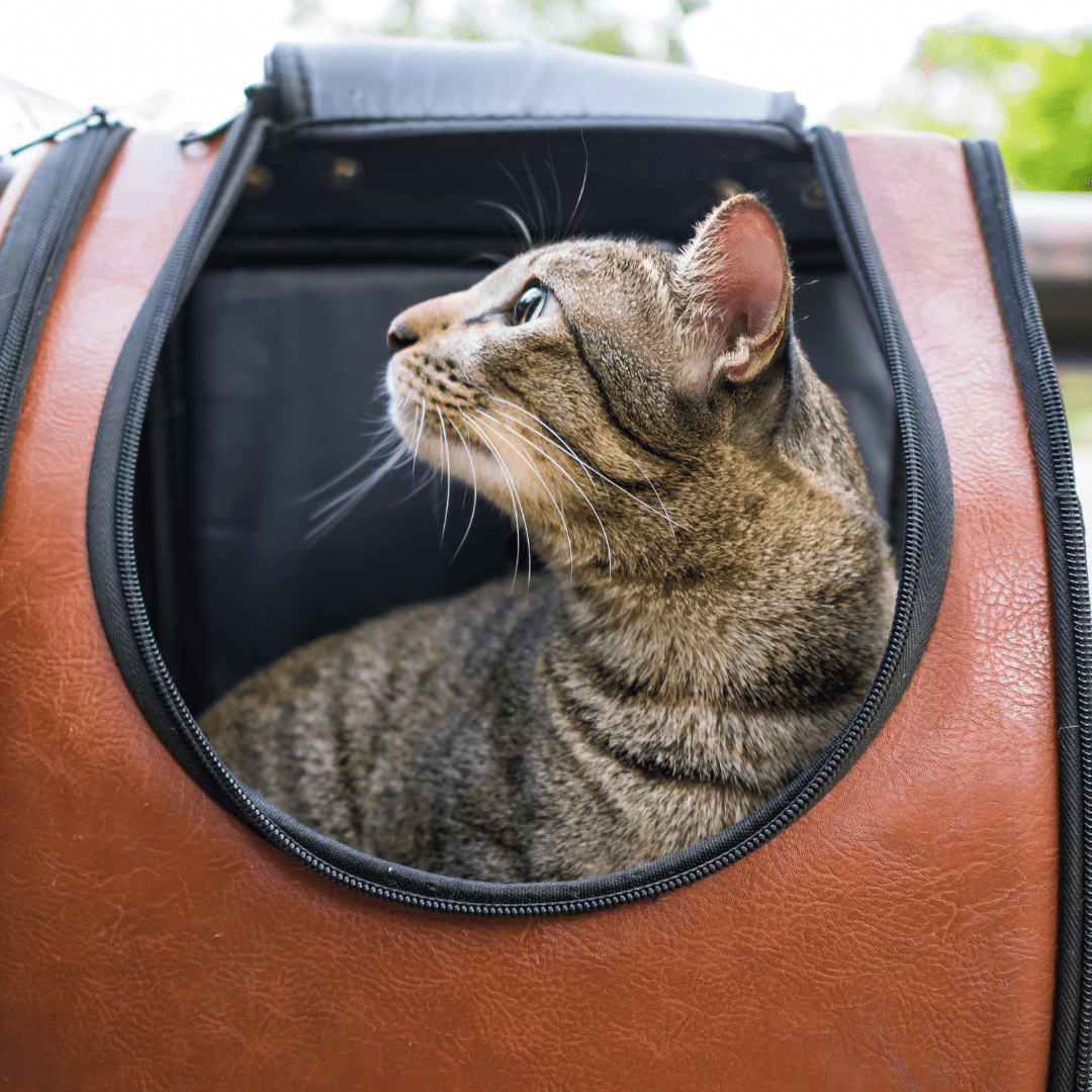 Importance Of Using Cat Bubble Backpacks