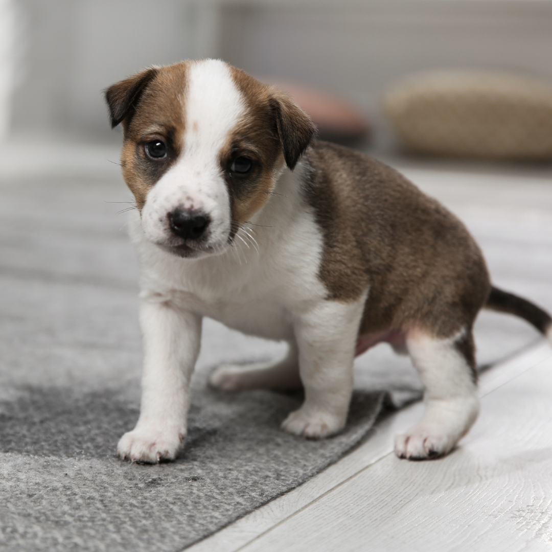 Tips For Training Your Pup To Use Pee Pads