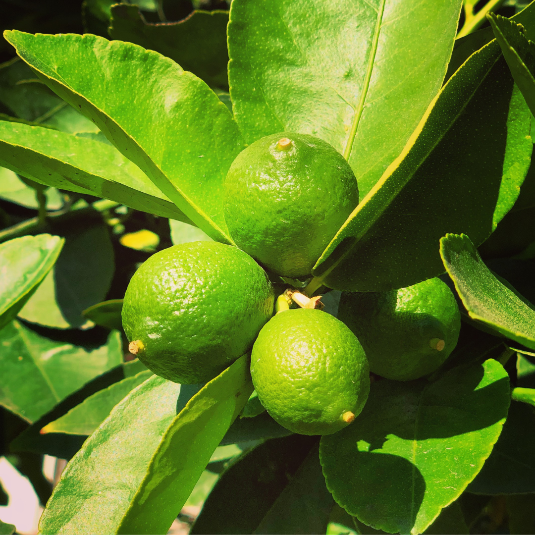 Conclusion To The Easy Steps Of Growing Lime Trees In Pots