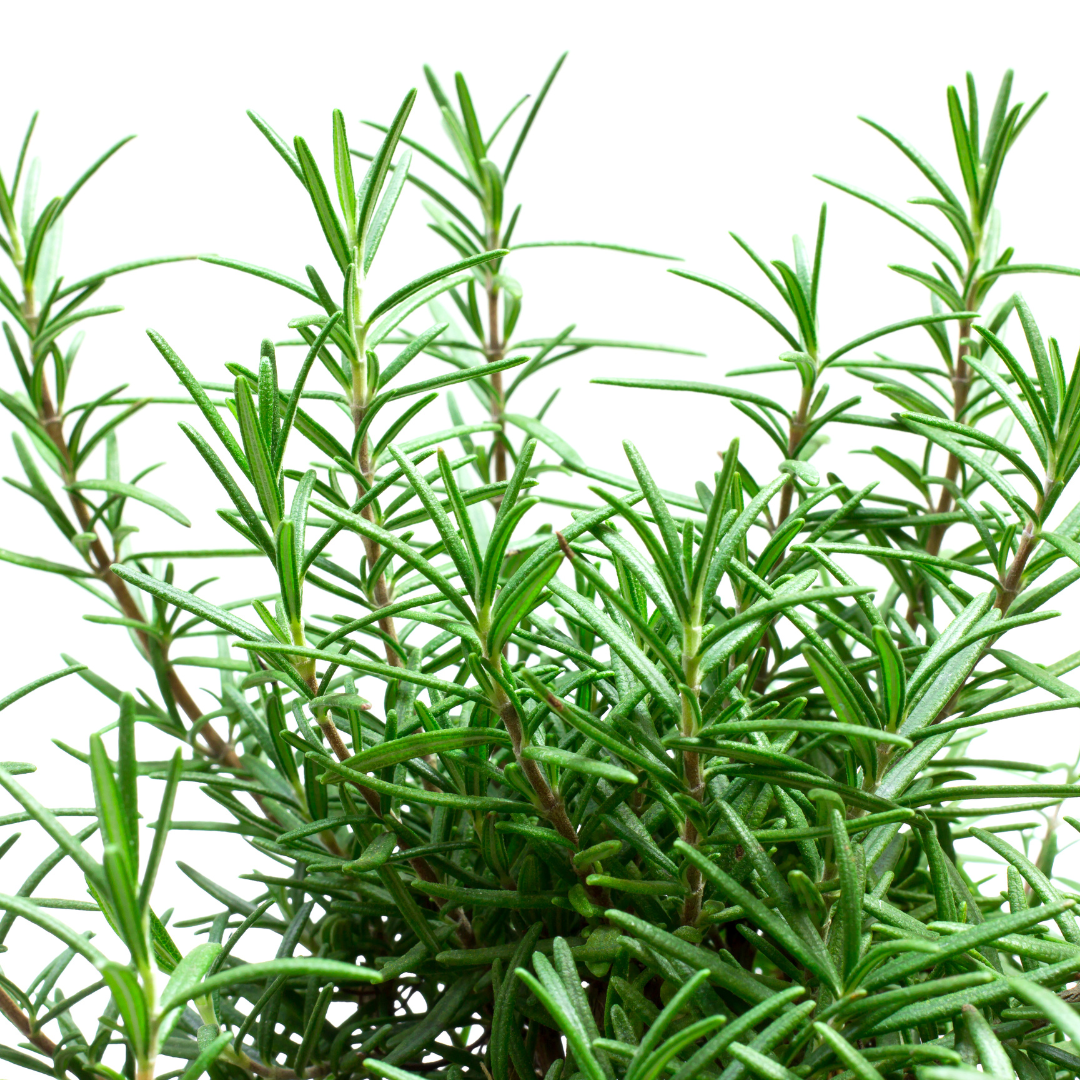 Growing Rosemary In A Container