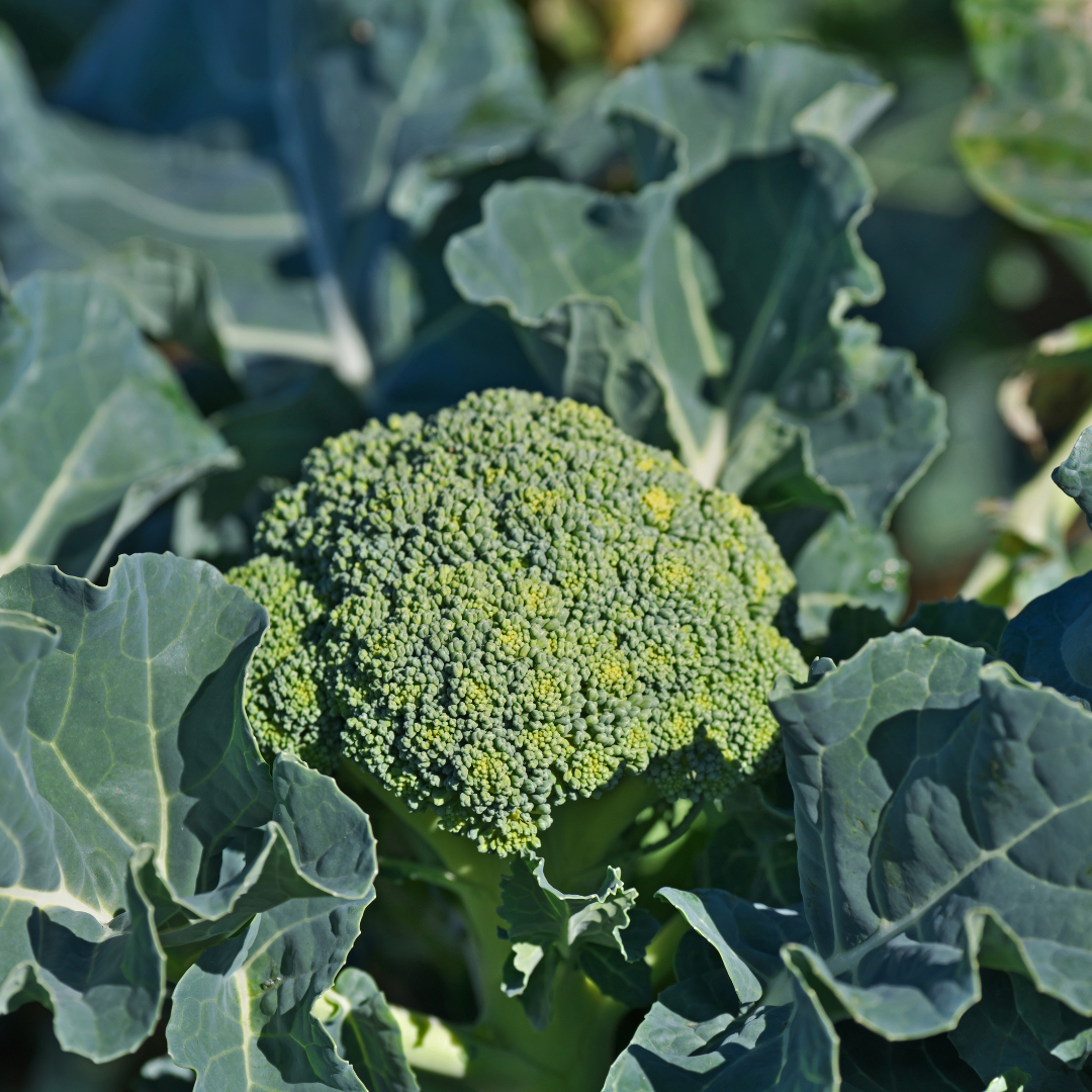 Conclusion To The Easy Ways To Grow Broccoli In Containers