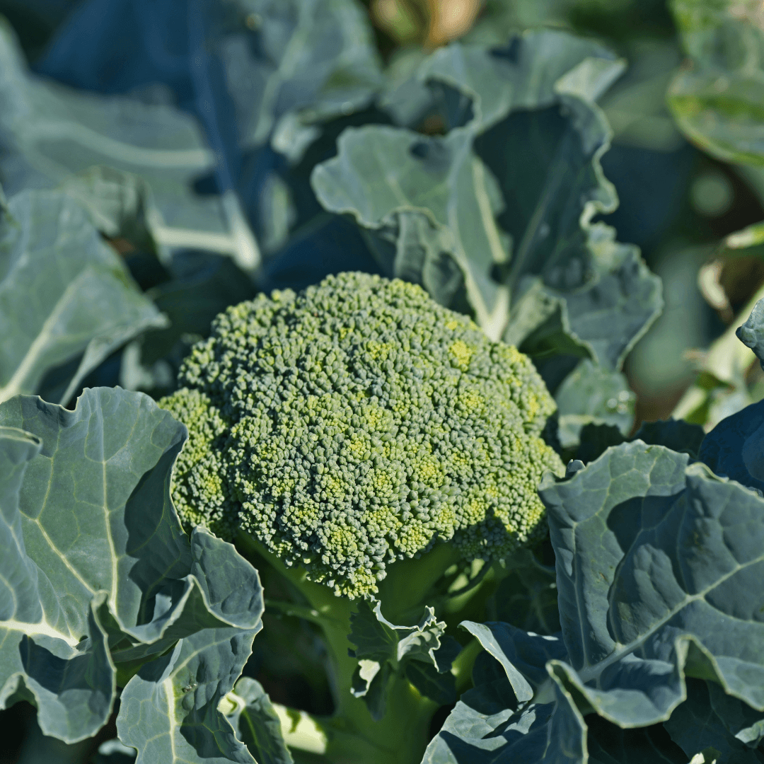 Conclusion To The Ultimate Guide to Successfully Grow Broccoli In A Pot