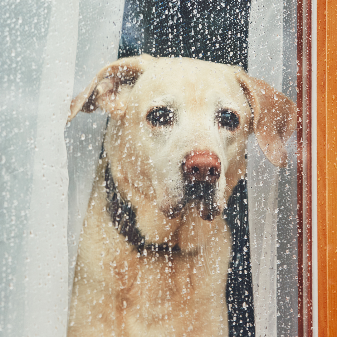 Signs Of Separation Anxiety In Dogs