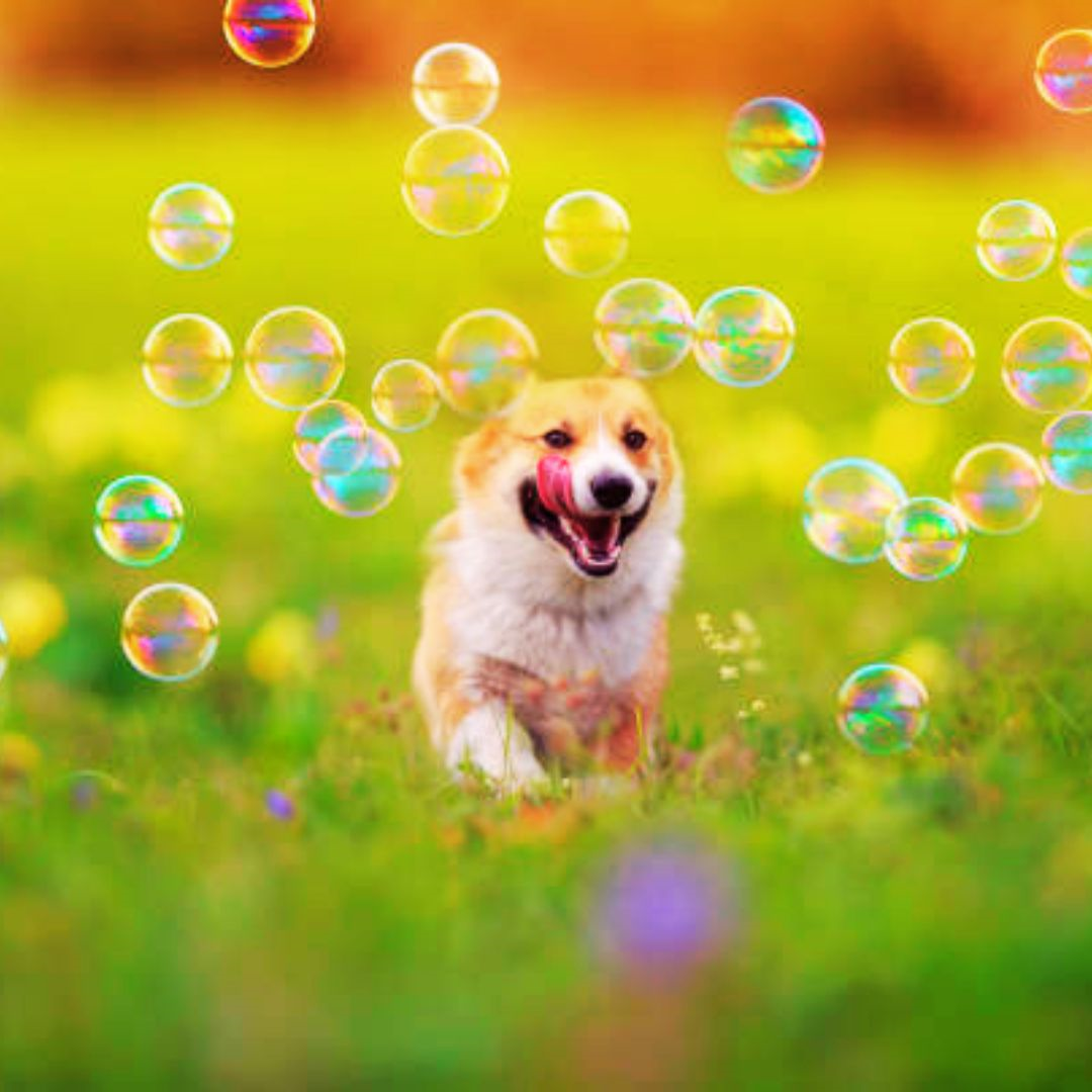 Bubble Chasing