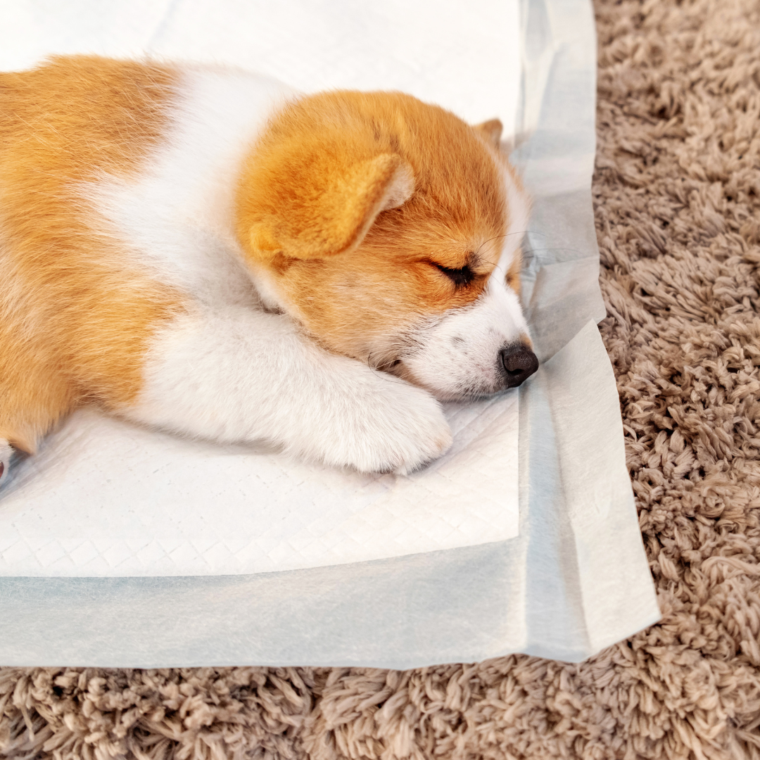 Tips To Train A Puppy To Use A Pee Pad
