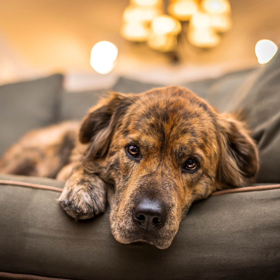 Methods for Reducing Separation Anxiety in Dogs