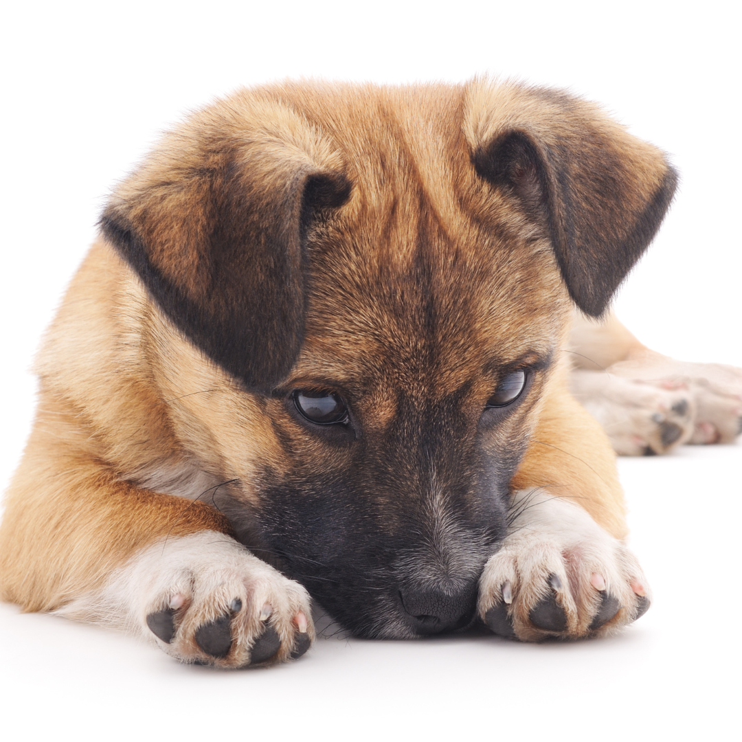 Conclusion To The Signs Of Separation Anxiety In Dogs