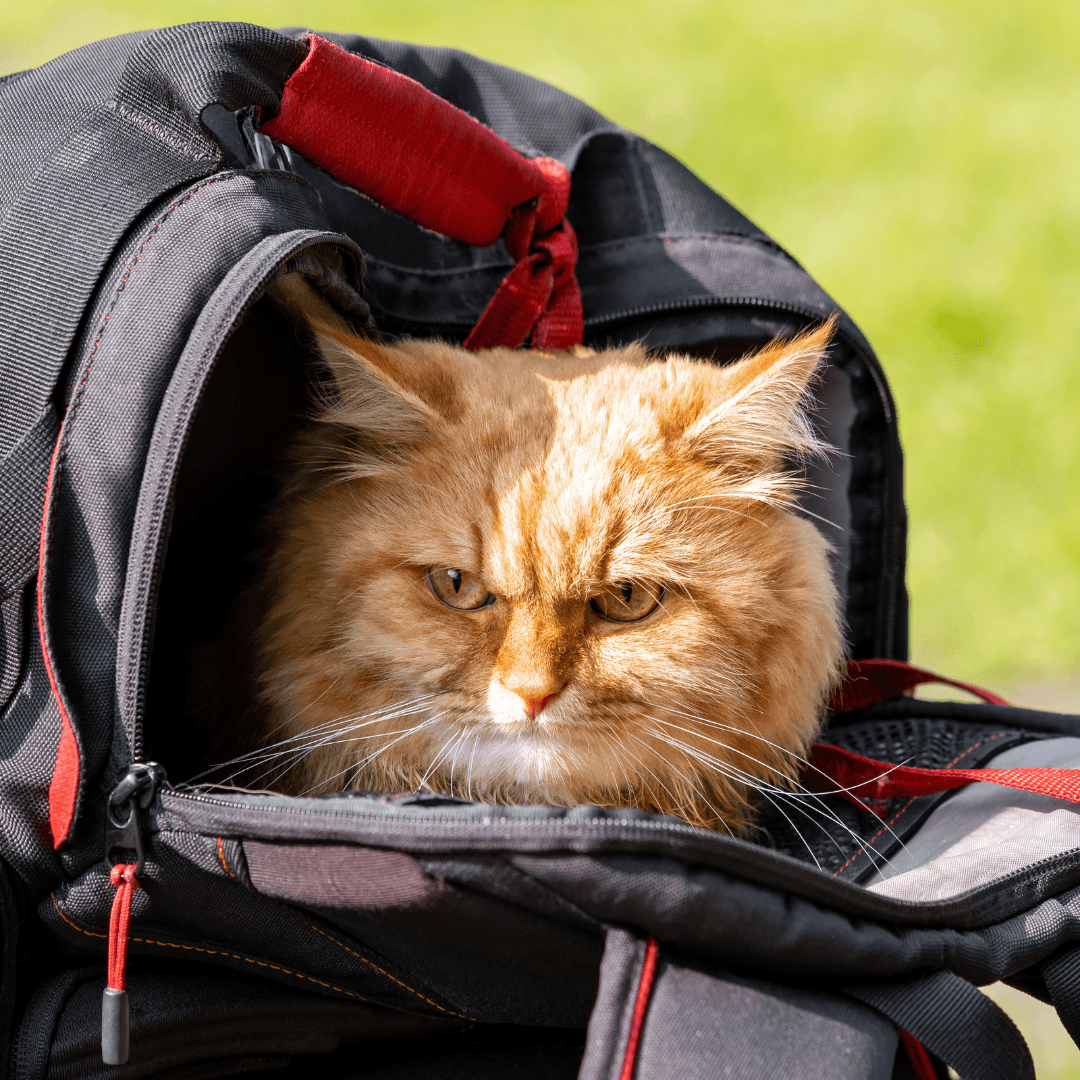 What Are Cat Bubble Backpacks?