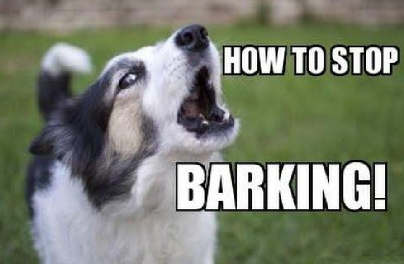 Barking Dog Solutions - Ultimate Training