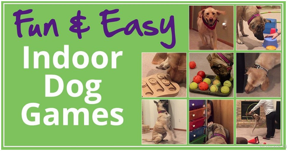 Best Games To Play With Your Dog At Home