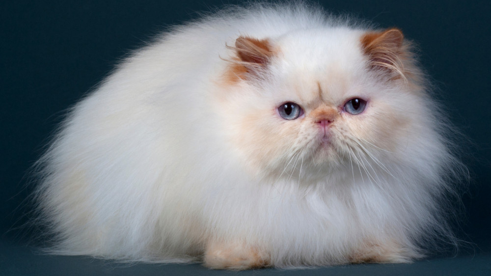 Best Persian Cat Health Care Tips In 2022 | Close To Nature