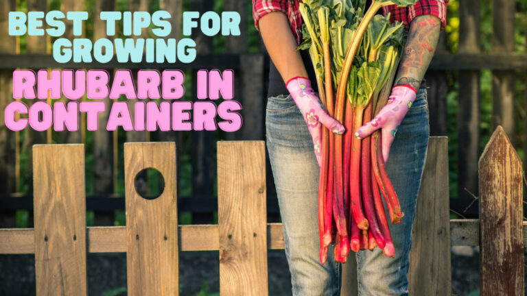 Best Tips For Growing Rhubarb In Containers
