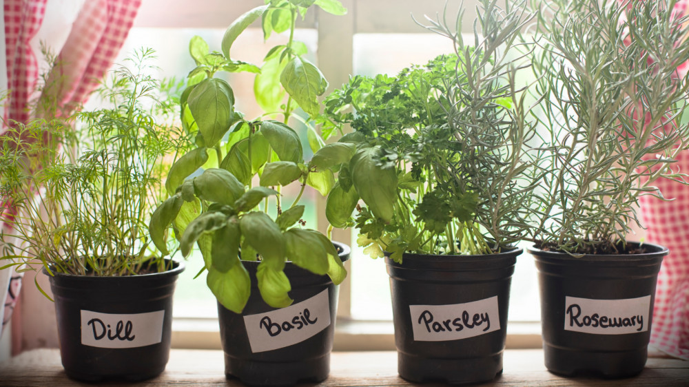 Best Tips To Growing Herbs In Containers