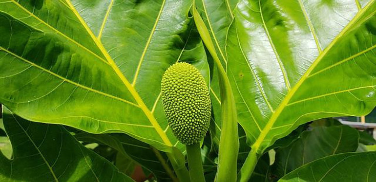 Conclusion To The Breadfruit Tree Growing Conditions