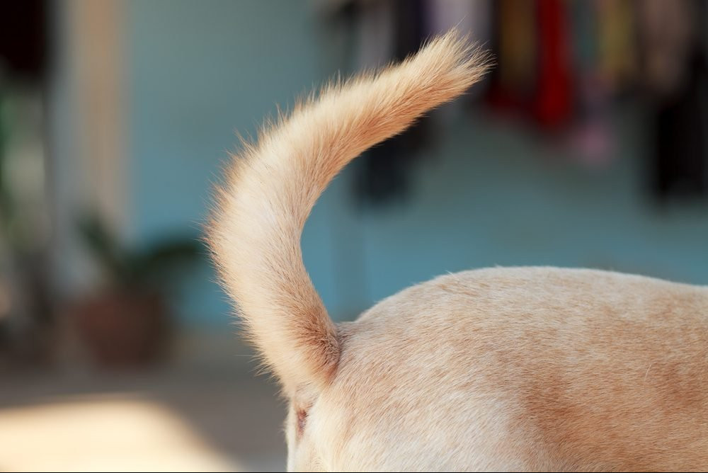 Dog Tail Language - What Your Dog’s Tail Can Tell