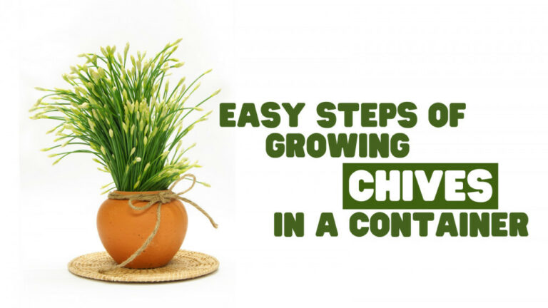 Easy Steps Of Growing Chives In A Container