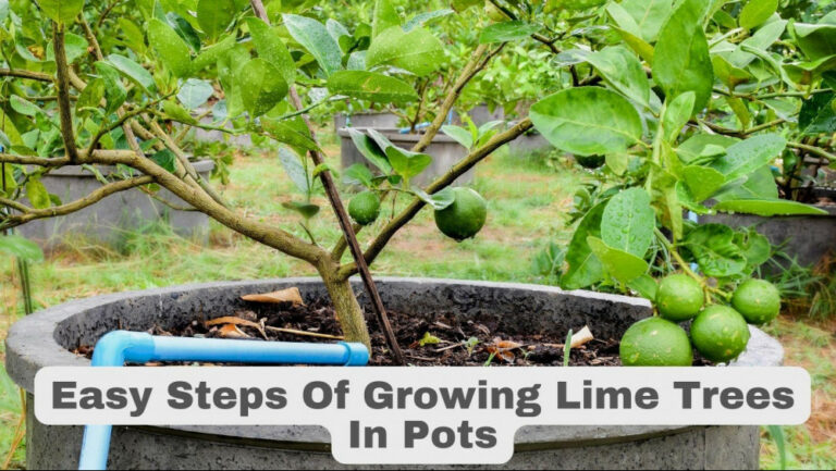 Easy Steps Of Growing Lime Trees In Pots