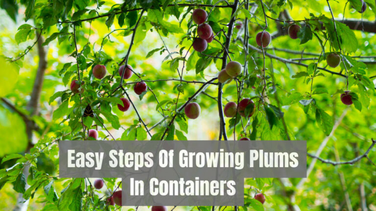 Easy Steps Of Growing Plums In Containers