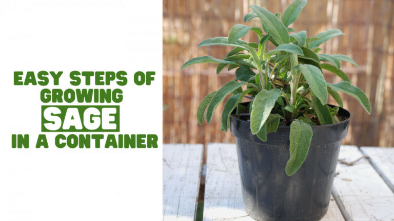 Easy Steps Of Growing Sage In A Container