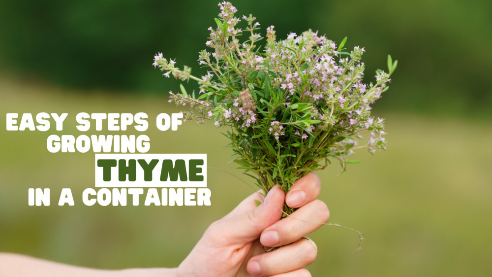 Easy Steps Of Growing Thyme In A Container