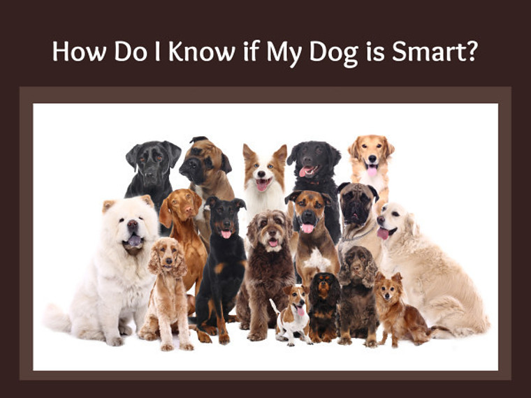 How Do I Know If My Dog Is Smart