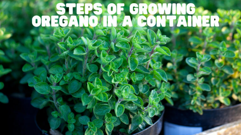 Most Important Steps Of Growing Oregano In A Container