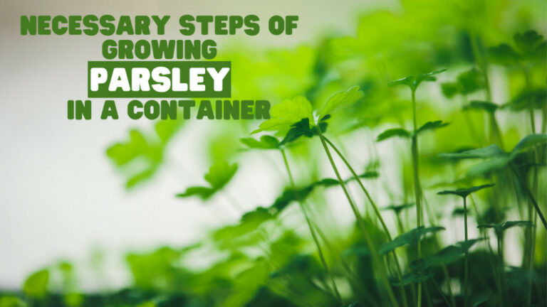 Necessary Steps Of Growing Parsley In A Container