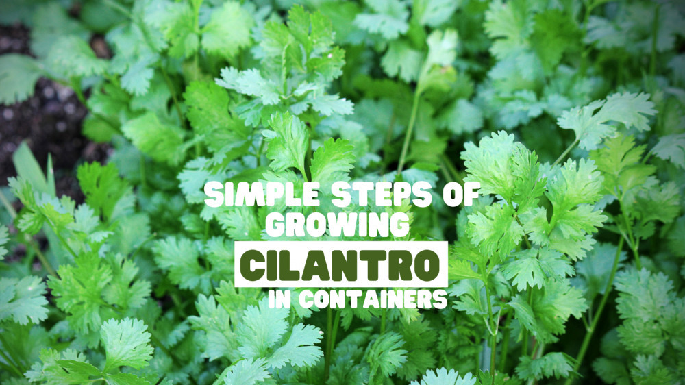 Simple Steps Of Growing Cilantro In A Container