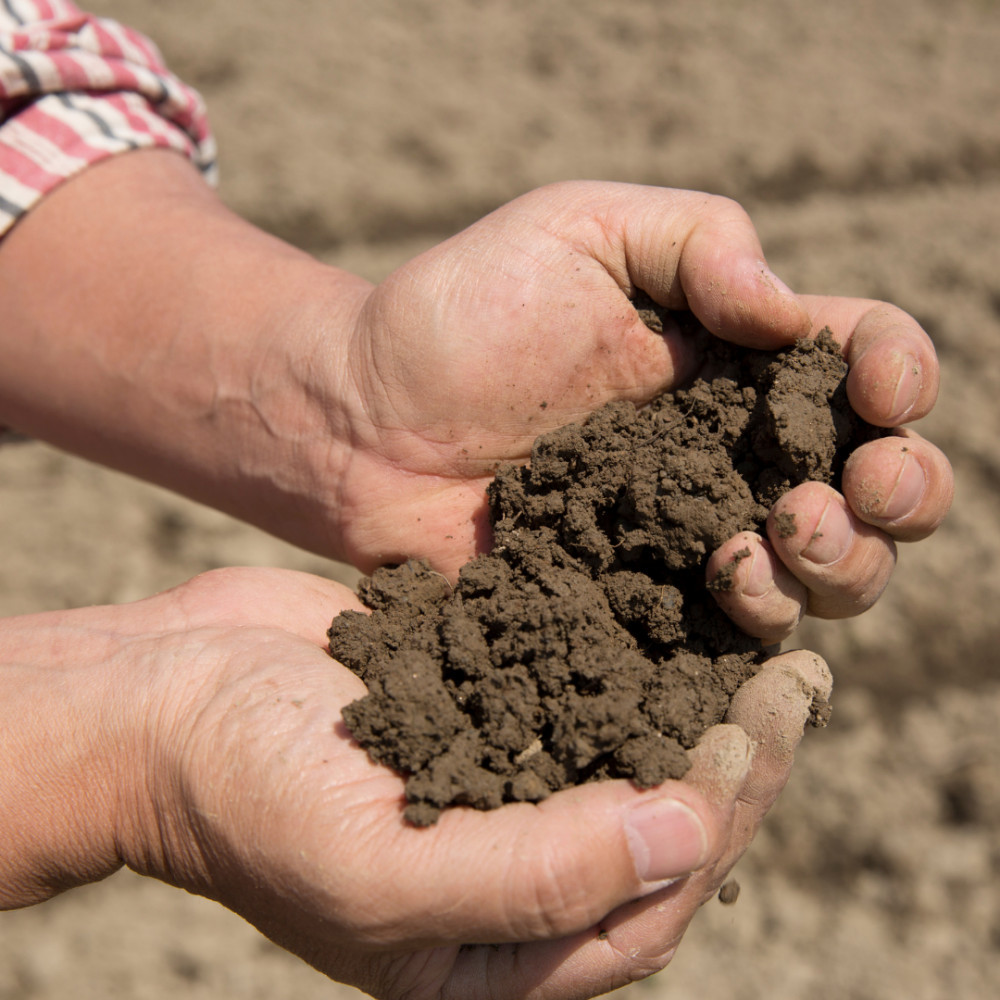 Soil Requirements