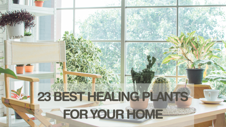 23 Best Healing Plants For Your Home