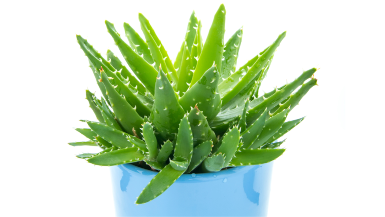 Easy Steps To Grow Aloe Vera In A Container