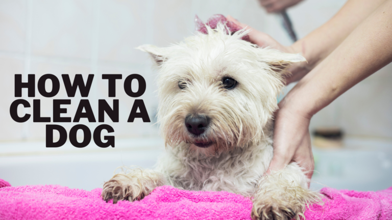 How To Clean A Dog