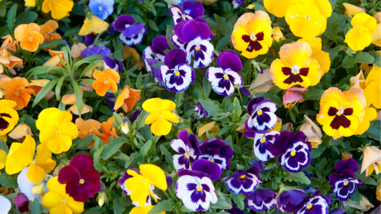 How To Grow Pansies And Violas In A Container