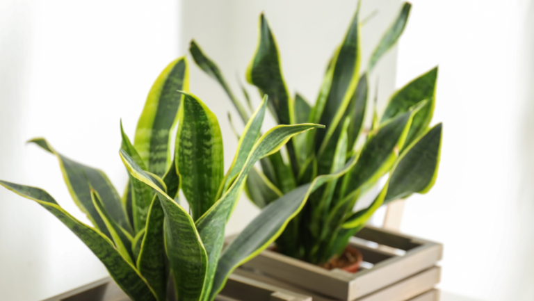 Simple Tips To Grow Snake Plants In Containers
